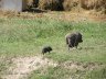 Eski Kermen19.JPG - 